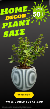 Home Decoration Plants For Sale